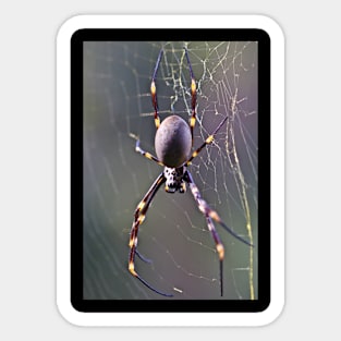 Australian Orb Weaver Spider Sticker